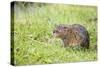 Water Vole in Grass Looking Up-null-Stretched Canvas