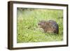 Water Vole in Grass Looking Up-null-Framed Photographic Print