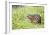 Water Vole in Grass Looking Up-null-Framed Photographic Print