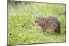 Water Vole in Grass Looking Up-null-Mounted Photographic Print