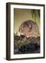 Water Vole-null-Framed Photographic Print