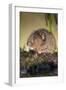 Water Vole-null-Framed Photographic Print