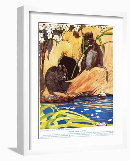 Water Voles at Home, Illustration from 'The New Natural History', by John Arthur Thompson…-Warwick Reynolds-Framed Giclee Print