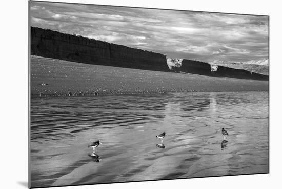 Water Waders-Andrew Geiger-Mounted Giclee Print