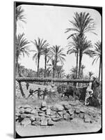 Water Wheel, Egypt, C1890-Newton & Co-Mounted Photographic Print
