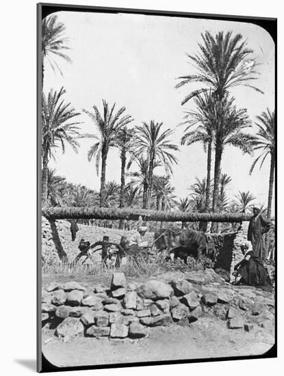 Water Wheel, Egypt, C1890-Newton & Co-Mounted Photographic Print