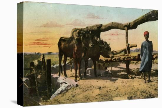 Water Wheel (Sakia) with Oxen, Egypt-null-Stretched Canvas