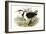 Waterbird Pairing II-Elizabeth Gould-Framed Art Print