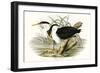 Waterbird Pairing II-Elizabeth Gould-Framed Art Print