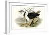 Waterbird Pairing II-Elizabeth Gould-Framed Art Print