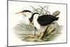 Waterbird Pairing II-Elizabeth Gould-Mounted Art Print