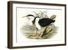 Waterbird Pairing II-Elizabeth Gould-Framed Premium Giclee Print