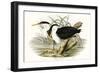 Waterbird Pairing II-Elizabeth Gould-Framed Premium Giclee Print