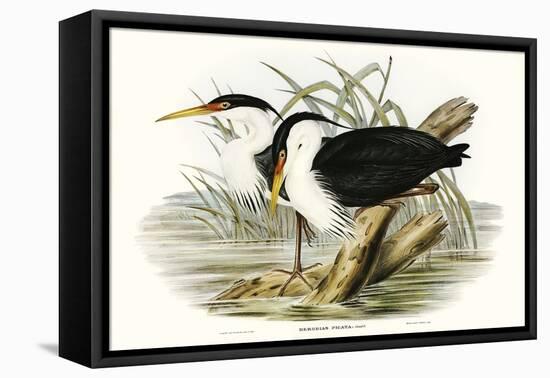 Waterbird Pairing II-Elizabeth Gould-Framed Stretched Canvas