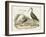 Waterbird Trio I-Alexander Wilson-Framed Art Print