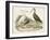 Waterbird Trio I-Alexander Wilson-Framed Art Print