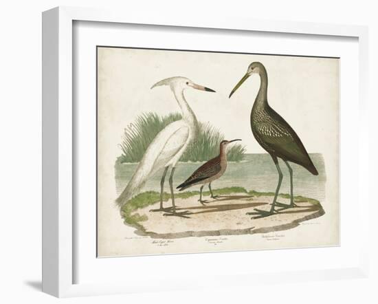 Waterbird Trio I-Alexander Wilson-Framed Art Print