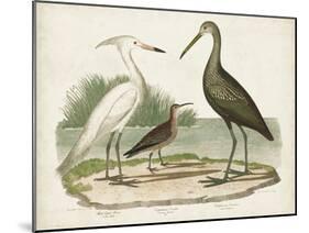 Waterbird Trio I-Alexander Wilson-Mounted Art Print