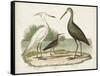 Waterbird Trio I-Alexander Wilson-Framed Stretched Canvas