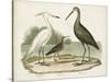 Waterbird Trio I-Alexander Wilson-Stretched Canvas