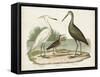 Waterbird Trio I-Alexander Wilson-Framed Stretched Canvas