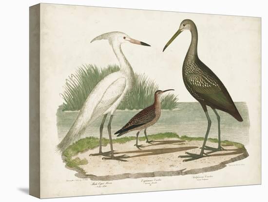 Waterbird Trio I-Alexander Wilson-Stretched Canvas