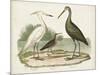 Waterbird Trio I-Alexander Wilson-Mounted Art Print