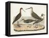 Waterbird Trio II-Alexander Wilson-Framed Stretched Canvas