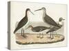 Waterbird Trio II-Alexander Wilson-Stretched Canvas