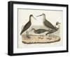 Waterbird Trio II-Alexander Wilson-Framed Art Print