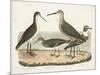 Waterbird Trio II-Alexander Wilson-Mounted Art Print