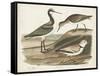 Waterbird Trio III-Alexander Wilson-Framed Stretched Canvas