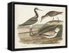 Waterbird Trio III-Alexander Wilson-Framed Stretched Canvas