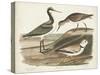 Waterbird Trio III-Alexander Wilson-Stretched Canvas