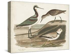 Waterbird Trio III-Alexander Wilson-Stretched Canvas