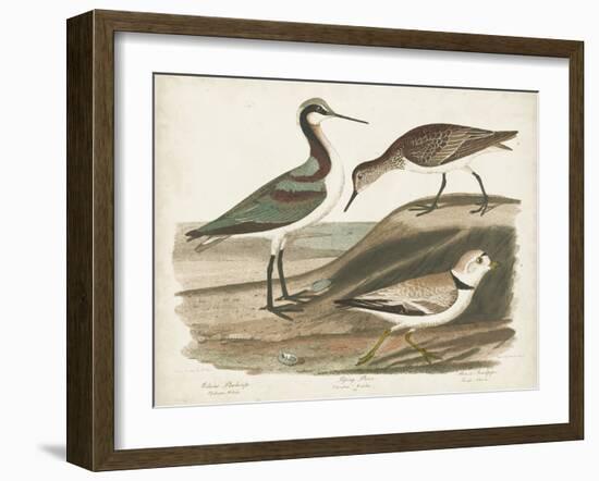 Waterbird Trio III-Alexander Wilson-Framed Art Print