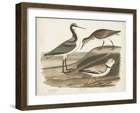 Waterbird Trio III-Alexander Wilson-Framed Art Print