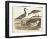 Waterbird Trio III-Alexander Wilson-Framed Art Print
