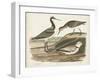 Waterbird Trio III-Alexander Wilson-Framed Art Print