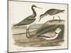 Waterbird Trio III-Alexander Wilson-Mounted Art Print