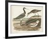 Waterbird Trio III-Alexander Wilson-Framed Art Print