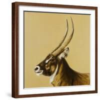 waterbuck, 2014-Francesca Sanders-Framed Giclee Print