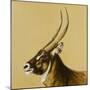 waterbuck, 2014-Francesca Sanders-Mounted Giclee Print