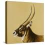 waterbuck, 2014-Francesca Sanders-Stretched Canvas