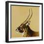 waterbuck, 2014-Francesca Sanders-Framed Giclee Print