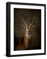 Waterbuck Antelope-Jai Johnson-Framed Giclee Print