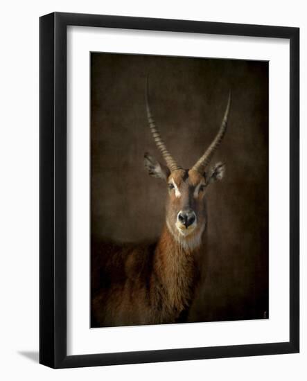 Waterbuck Antelope-Jai Johnson-Framed Giclee Print