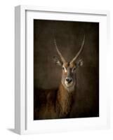 Waterbuck Antelope-Jai Johnson-Framed Giclee Print