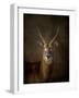 Waterbuck Antelope-Jai Johnson-Framed Giclee Print