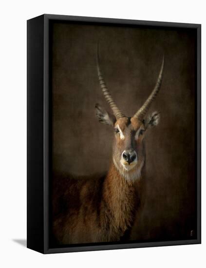 Waterbuck Antelope-Jai Johnson-Framed Stretched Canvas